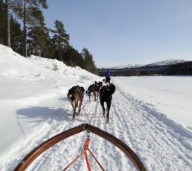 Psie zaprzęgi - Finlandia