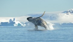 Rejs na Półwysep Antarktyczny - obserwacja wielorybów (Plancius)