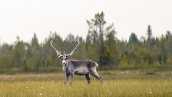 FINLANDIA – kraina Muminków, reniferów i latających wiewiórek - wycieczka z pilotem